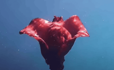 A diver captures a rare bright red sea hare in the Gulf of Mexico
