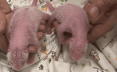 The world's oldest giant panda has become a mum for the first time: 19-year-old Ying Ying has given birth to twins