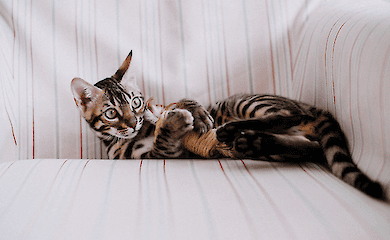 Why cats bring toys to their owners