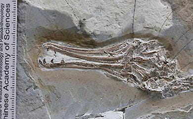 Skull of Longipteryx, showing its teeth