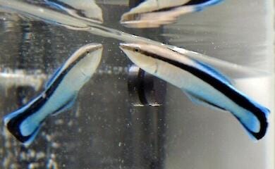 Fish use a mirror to assess their strength before a fight