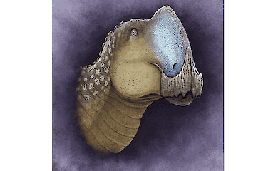 A new species of duck-billed dinosaur Coahuilasaurus lipani: a unique find by palaeontologists in Mexico