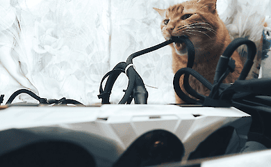 Scientists have figured out why cats "electrocute themselves"