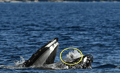 A harbour seal nearly became the lunch of a humpback whale (VIDEO)