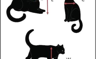 A scientist has discovered whether cats are aware of their body size and whether they think they can fit through anything