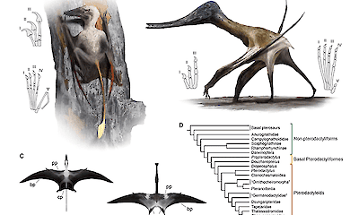 Comparison of anatomical differences between non-pterodactylomorph and pterodactylomorph pterosaurs. (A) A palaeoart reconstruction of Scaphognathus crassirostris (Upper Jurassic) climbing a tree. (B) Paleoart reconstructions of Balaenognathus maeuseri (Upper Jurassic) walking on the ground. (C) Reconstructions of Scaphognathus (left) and Balaenognathus (right) in dorsal view showing major flight surfaces. (D) Simplified phylogeny of pterosaurs showing the major taxonomic groups used in this study
