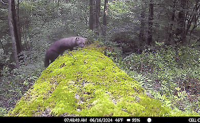 A camera trap captured an ilk in Morrisville
