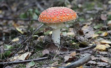 Russia sends tonnes of fly agaric to the US and Europe