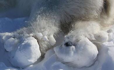 Arctic thaw injures polar bears' paws: an unexpected consequence of global warming