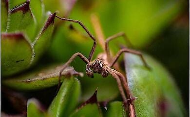 Should we be wary of hermit spiders in Europe?
