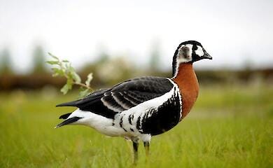 Mass destruction of animals, birds, plants: Russian aggression destroys Ukraine's eco-world