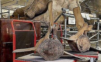 How did old bones become a clue to the story linking the colonial exhibition and early attempts to protect the whales?