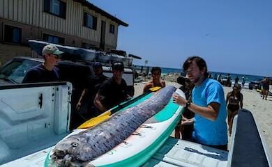 Second "doomsday" fish dumped on a California beach in the last three months