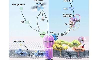 a scheme for how a molecule from gut bacteria could slow ageing