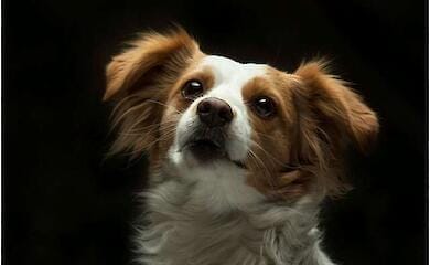 Scientists have revealed the secret: how to get your dog to obey the first time around