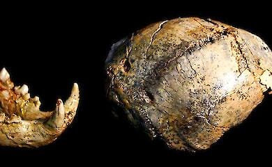 the remains of Paranthropus robustus