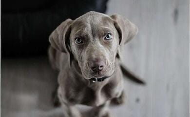 Humans often misunderstand dogs' emotions: new study