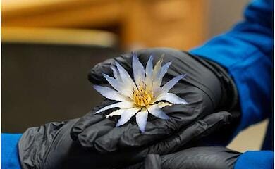 The ancient Egyptians used the psychedelic "blue lotus" in a different way than is commonly believed