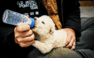 Khaleesi would approve: prehistoric wolves from Game of Thrones have been brought back to life in the US