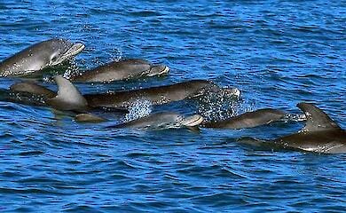 Scientists have found signs of language in dolphins for the first time