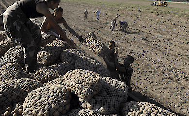 "Small, rotten and expensive": how Lukashenko's policies led to potato shortages