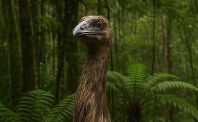 Scientists criticise plans to 'resurrect' giant moa bird