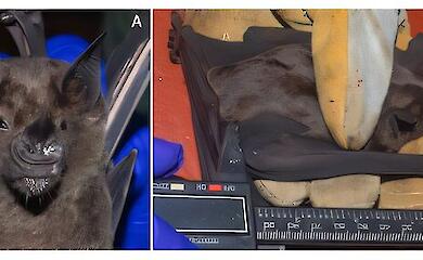 Giant bats with wingspans of up to 30cm have been discovered in Mexico