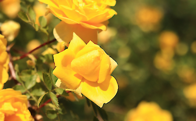 The first roses were yellow - how evolution has changed mankind's favourite flower