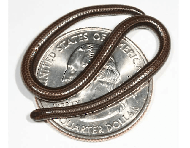 The microscopic snake is back: an endangered species rediscovered in ...