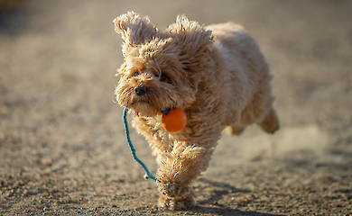 What not to say when someone's pet dies: psychologist's advice