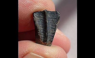 Scientists have discovered a dinosaur tooth up to 9 metres long