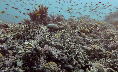 Massive coral die-off on the planet's largest reef