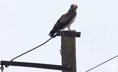 A bird swallowing snakes alive was filmed in Chernobyl