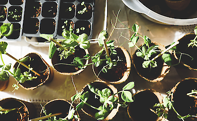 Digging beds - curing depression? A new study has stunned psychologists