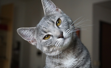 Cats also get dementia: signs, symptoms and how to help your pet