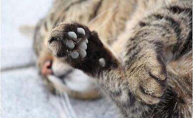 How claw removal is ruining cats' health