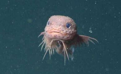 A pink bearded fish unknown to science has been discovered in the Pacific Ocean