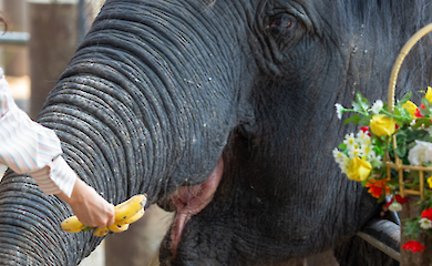 How tourists' desire to feed animals turned into tragedy