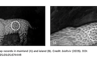 A jaguar in Brazil took a record-breaking swim