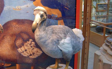 A bird that disappeared 300 years ago may be making a comeback