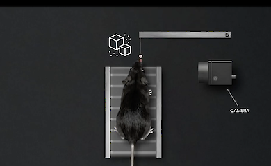 Scientists have learnt to "read the minds" of mice by facial expressions