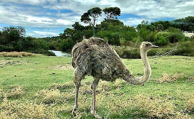 Scientists have discovered that the ancestors of ostriches and emus were capable of long-distance flight