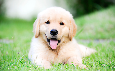 Injuries in the first months of life affect dog behaviour in adulthood