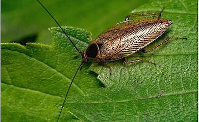 Scientists dispel myth about cockroach survival after nuclear disaster