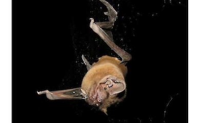 Bats kill and eat birds on the fly