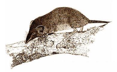 The International Endangered Species List has recognised the Christmas shrew as extinct