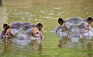 31,000 years ago, hippos lived in Germany. And that's no joke