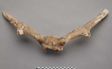 Scientists have figured out the origin of a mysterious "underground" deer found during underground construction in Canada