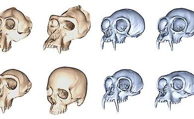 Homo sapiens skull changed twice as fast as other apes - study