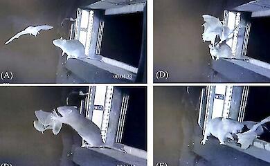 Rats vs bats: Europe's first recorded hunting of rodents on the fly